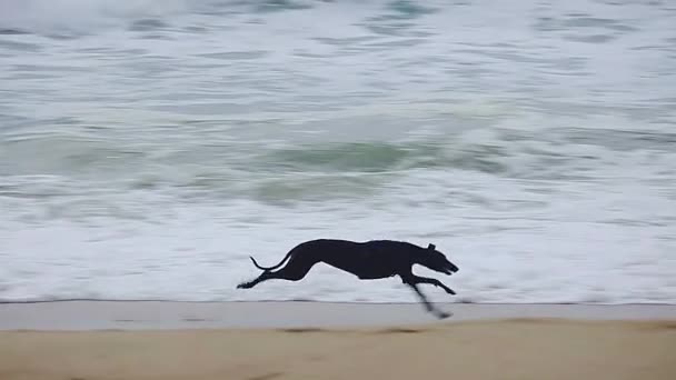 Greyhound Loopt Het Spaanse Strand Costa Brava Slow Motion Footage — Stockvideo