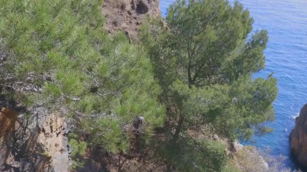 Handheld Beelden Mediterrane Pijnbomen Aan Costa Brava Spanje — Stockvideo