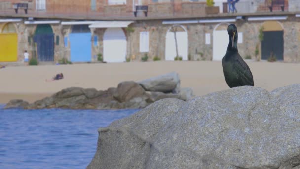 Joven Cormorán Roca Frente Bonita Pequeña Ciudad Española Costa Brava — Vídeos de Stock