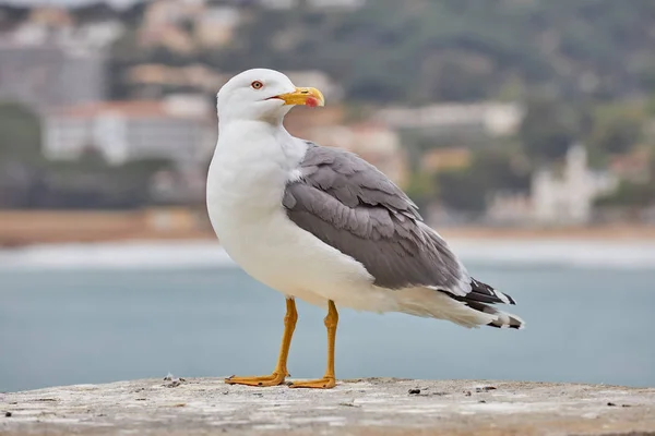 Крупный план взрослой европейской сельди (Larus argentatus) на стене — стоковое фото