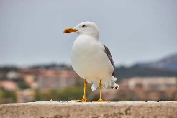 Blízko dospělého Gulla (Larus argentinatus) na stěně — Stock fotografie