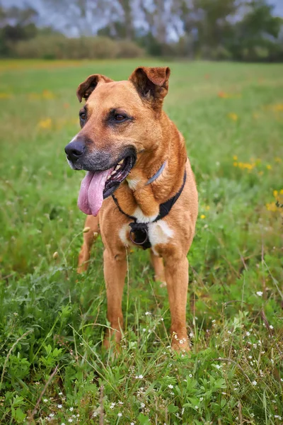 Cão marrom no prado na primavera — Fotografia de Stock