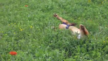 İlkbaharda çayırda çok mutlu kahverengi köpek