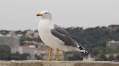 Büyük martı yakın çekim 