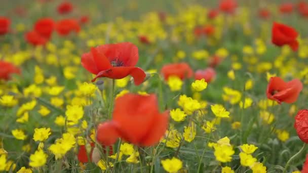 Poppy Field Springtime — Stock Video