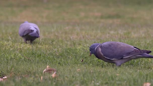 两只普通的木鸽 科伦巴 帕伦布斯 站立在草地上觅食的特写镜头 — 图库视频影像