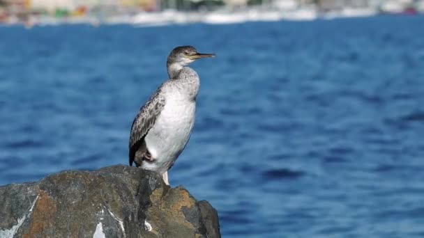 Cormorán Joven Descansando Sobre Roca — Vídeos de Stock