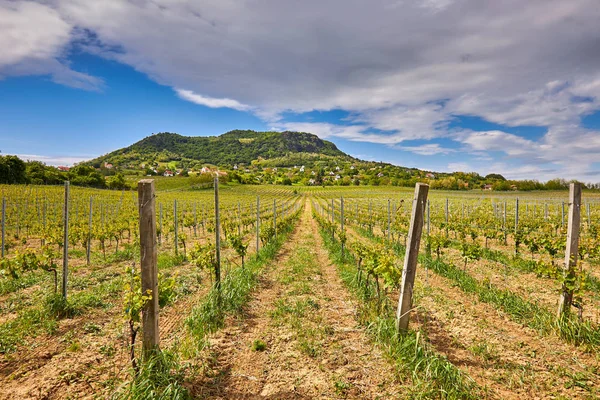 Paisagem da viticultura húngara, montanha Saint George — Fotografia de Stock