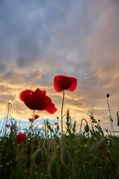 Foto de primavera en un prado con flores de amapola al atardecer —  Fotos de Stock