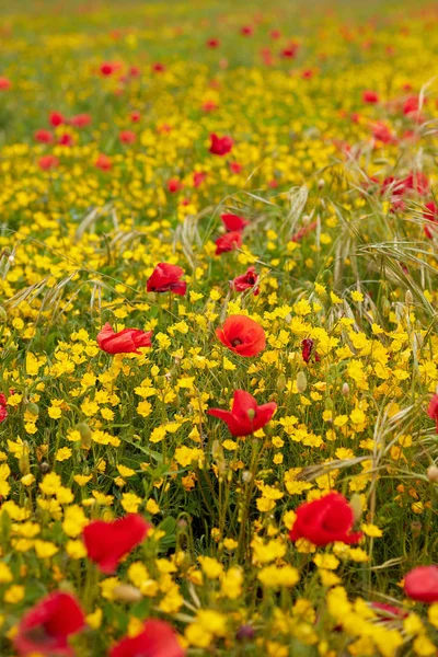 Springtime photo in a meadow with poppy flowers — Stock Photo, Image