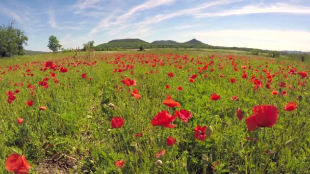 Poppy Veld Lente — Stockvideo