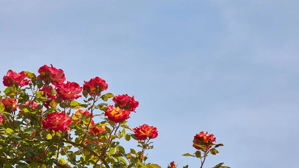 Rose rosse e cielo blu — Foto Stock