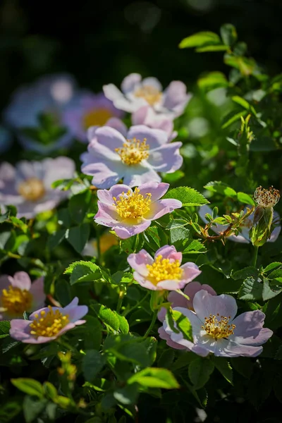 Dog rose (rosa canina) flowers in springtime — Stock Photo, Image