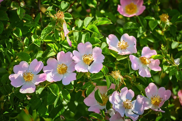 Rosa de perro (rosa canina) flores en primavera —  Fotos de Stock