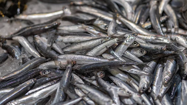 Fiskar på en marknad i Costa Brava i Spanien — Stockfoto