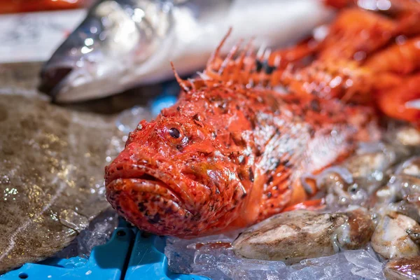 İspanya'da Costa Brava bir pazarda Balıklar — Stok fotoğraf
