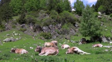 Ispanyol dağ Pyrenees üzerinde ruminant gri