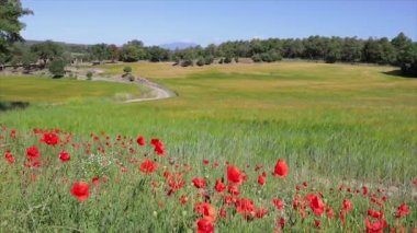 Bahar küçük bir yolun yakınında haşhaş ve tahıl alanı