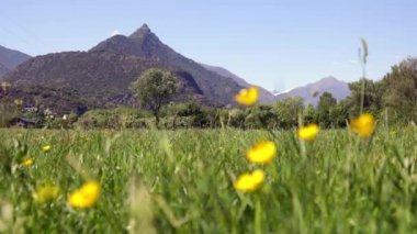 Bahar sırasında Ispanyol dağ alanında sarı çiçekler