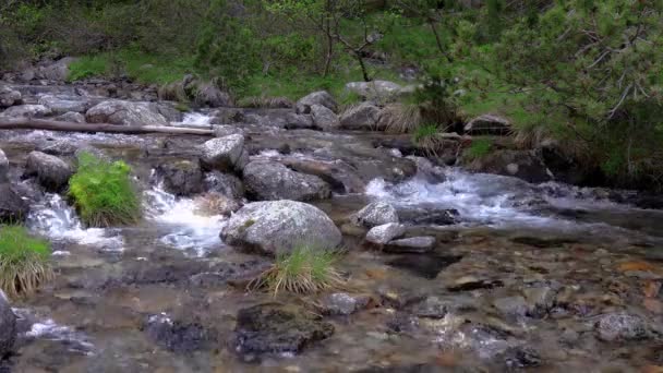 Abbondante Torrente Montagna Una Montagna Dei Pirenei Spagna — Video Stock