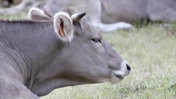 西班牙山比利牛山的鲁米南特灰牛 手持镜头 — 图库视频影像