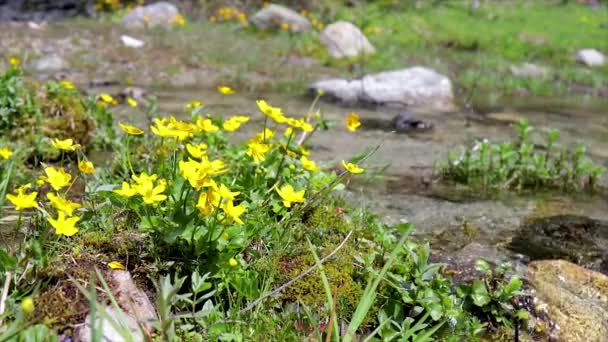 Flores Amarillas Pequeño Arroyo Montaña Desde Una Montaña Los Pirineos — Vídeo de stock