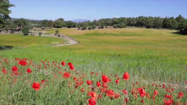 春天在一条小路附近的罂粟和谷类田 — 图库视频影像