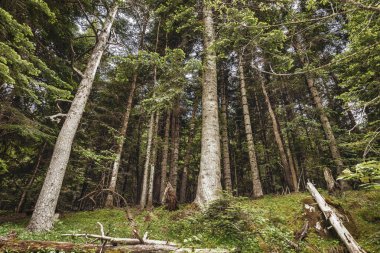 Nice yayla çam ormanı formu İspanyol Pireneler , Aiguestortes i Estany de Sant Maurici Milli Parkı