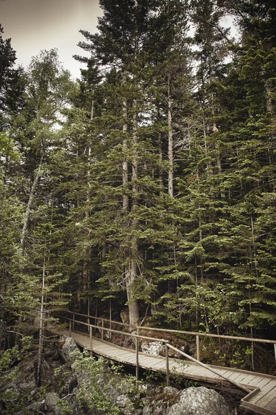 Ładny górski las sosnowy formularz hiszpańskie Pireneje, Aiguestortes i Estany de Sant Maurici National Park — Zdjęcie stockowe