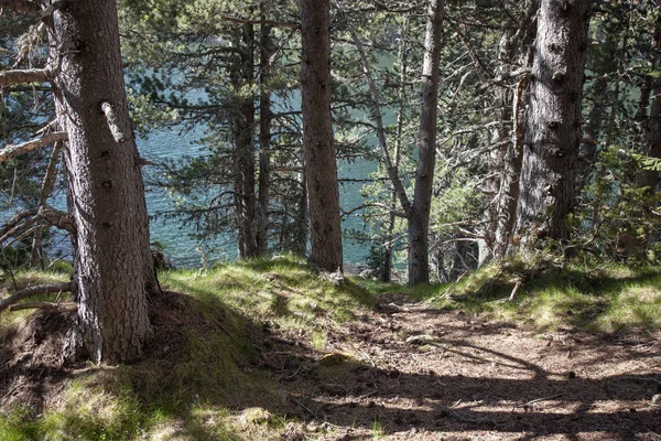 Górskie drzewo sosnowe w hiszpańskich Pirenejach — Zdjęcie stockowe