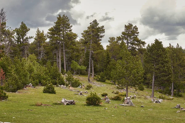 Pino de montaña en un Pirineo Español —  Fotos de Stock