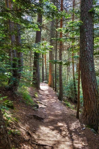 Pequeño camino en el bosque de pinos de montaña en un Pirineo Español — Foto de Stock