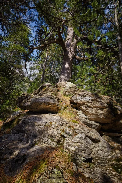 Mountain Pine Tree i spanska Pyrenéerna — Stockfoto