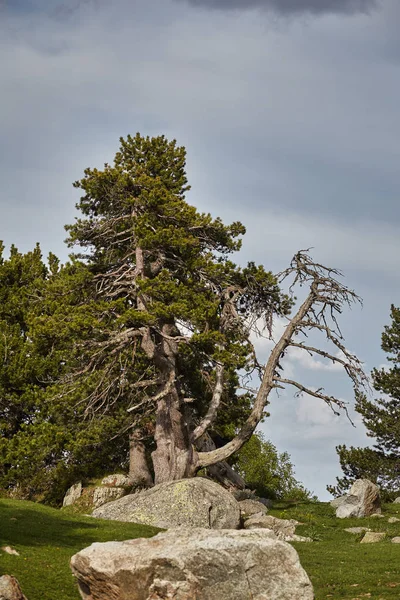 Pino de montaña en un Pirineo Español — Foto de Stock