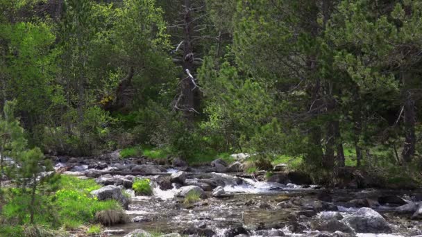 Overvloedige Bergkreek Van Een Pyreneeën Berg Spanje — Stockvideo