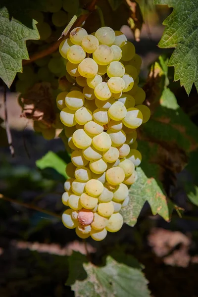 Bando maduro de frutos de uvas no outono — Fotografia de Stock