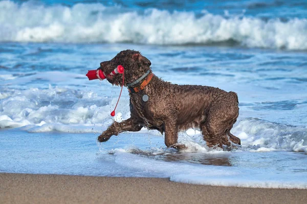 Brązowy pies na plaży w wodzie — Zdjęcie stockowe