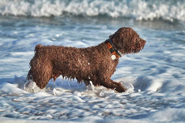 Suda sahilde kahverengi köpek — Stok fotoğraf