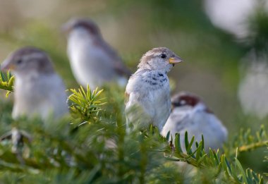 Genç ev serçesi (Passer domesticus) çalı