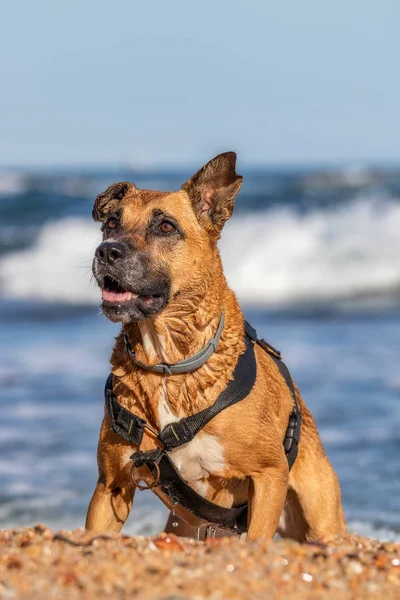 Brązowy pies na plaży zwrócić uwagę — Zdjęcie stockowe