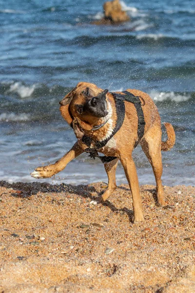 Brauner Hund trocknet sich nach dem Schwimmen selbst aus — Stockfoto