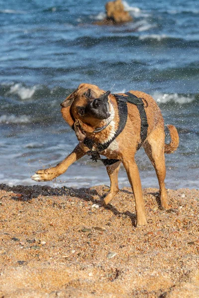 Chien brun après la natation sèche lui-même — Photo