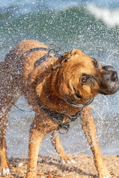 Kahverengi köpek yüzme sonra kendini kurutur — Stok fotoğraf