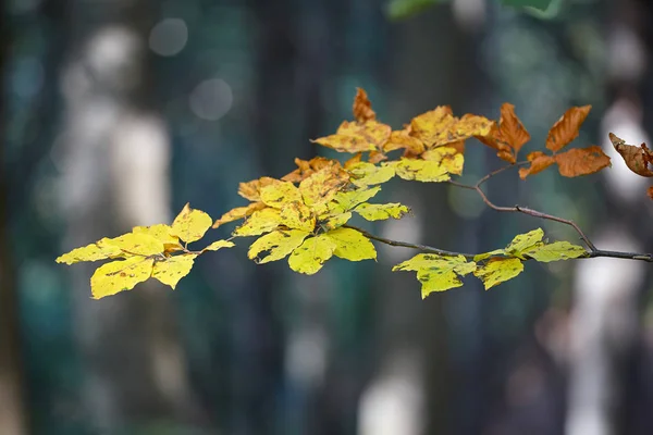 Herfst bladeren in een beuken bos — Stockfoto