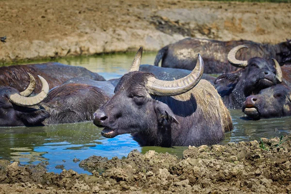 Венгерские буйволы грохочут в луже — стоковое фото