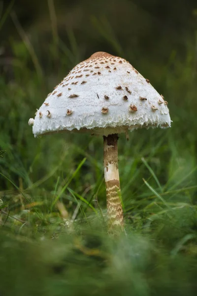 Fiatal Parasol gomba a fűben — Stock Fotó