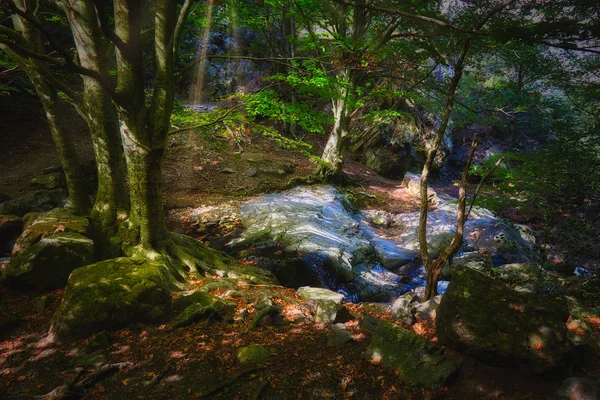 Bela floresta de faia sonhadora em um dia ensolarado — Fotografia de Stock