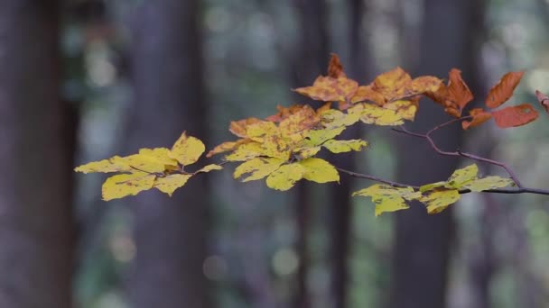 Gros plan des feuilles de hêtre à l'automne 