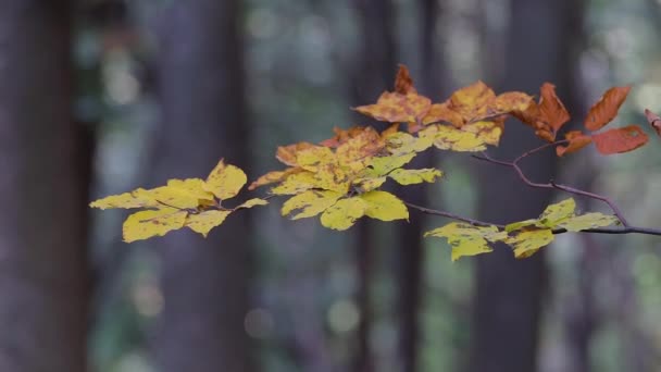 Закрыть Листья Бука Осенью — стоковое видео