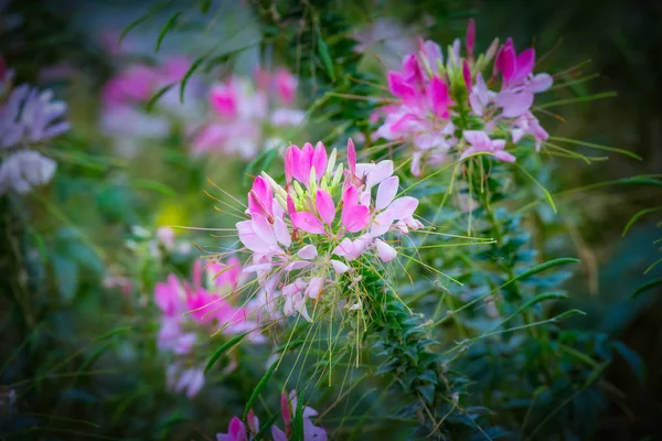 Belas flores roxas perto — Fotografia de Stock
